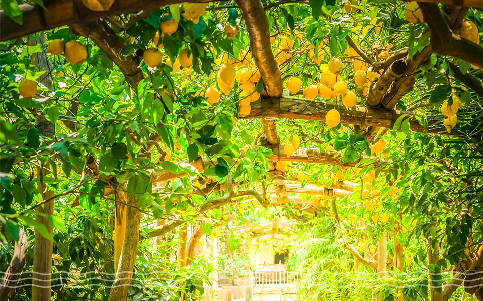 Amalfi Yacht Charter Guide Lemon Groves