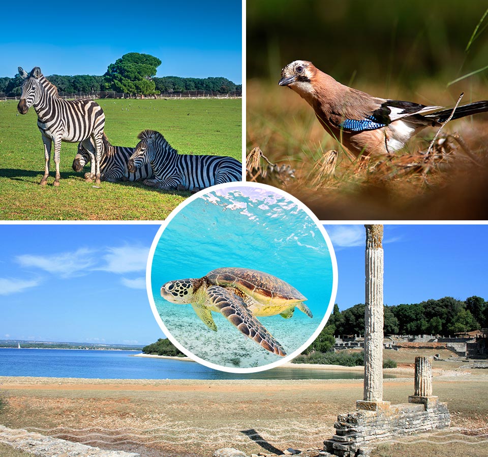 Croatia Yacht Charter Guide Brijuni Islands Croatia Yacht Charter Guide Brijuni Islands